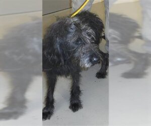 Poodle (Standard) Dogs for adoption in Sanford, FL, USA