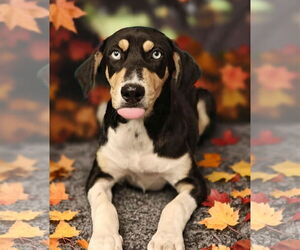 Catahoula Leopard Dog-Unknown Mix Dogs for adoption in Talladega, AL, USA