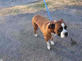 Boxer Dogs for adoption in Murfreesboro, TN, USA