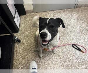American Pit Bull Terrier-Border Collie Mix Dogs for adoption in Pueblo, CO, USA