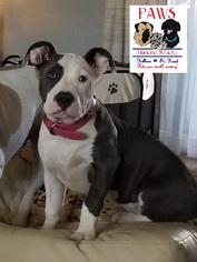 American Pit Bull Terrier Dogs for adoption in Killeen, TX, USA