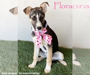 Siberian Husky-Unknown Mix Dogs for adoption in San Diego, CA, USA