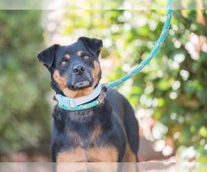 Meagle Dogs for adoption in El Cajon, CA, USA