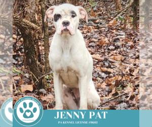 Boxer Dogs for adoption in Kimberton, PA, USA