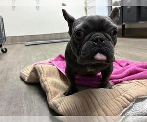 French Bulldog Dogs for adoption in Pasadena, CA, USA