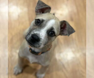 Labrador Retriever-Unknown Mix Dogs for adoption in Brooklyn Center, MN, USA