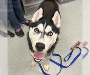 Siberian Husky Dogs for adoption in Boston, MA, USA