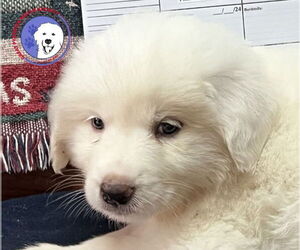 Great Pyrenees Dogs for adoption in Spring, TX, USA