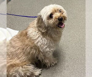 Shih Tzu-Unknown Mix Dogs for adoption in Las Vegas, NV, USA