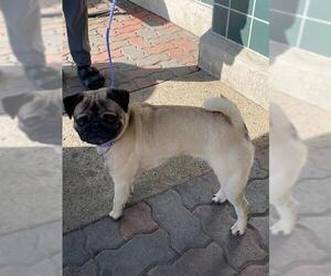 Pug Dogs for adoption in Rancho Cucamonga, CA, USA