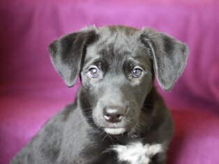 Labrador Retriever-Unknown Mix Dogs for adoption in Cookeville, TN, USA