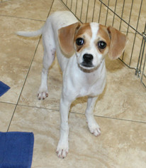 Medium Photo #1 Beagle-Chihuahua Mix Puppy For Sale in Hilton Head, SC, USA