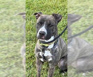 Mutt Dogs for adoption in Akron, OH, USA