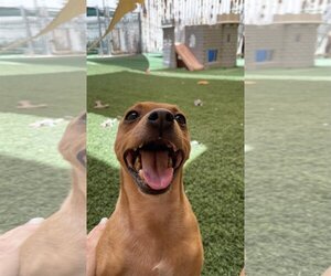 Medium Photo #7 Chipin Puppy For Sale in phoenix, AZ, USA