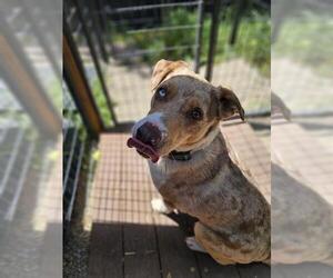 Mutt Dogs for adoption in Frisco, CO, USA