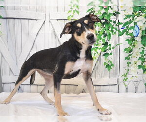 Shepradors Dogs for adoption in Oroville, CA, USA
