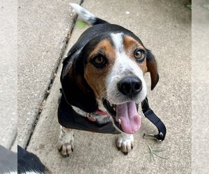 Beagle Dogs for adoption in Valrico, FL, USA