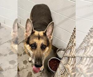 German Shepherd Dog Dogs for adoption in Tavares, FL, USA