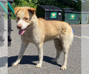 Siberian Husky Dogs for adoption in Lawrenceville, NJ, USA