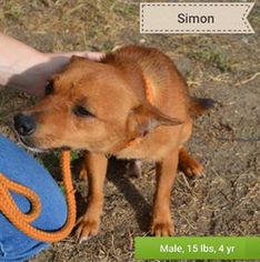 Medium Photo #1 Pembroke Welsh Corgi-Unknown Mix Puppy For Sale in Pleasanton, TX, USA