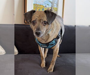 Chihuahua-Unknown Mix Dogs for adoption in Mundelein, IL, USA