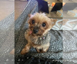 Mutt Dogs for adoption in Spring, TX, USA