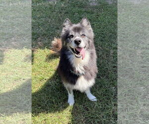 Australian Shepherd-Huskies  Mix Dogs for adoption in Woodbury, NY, USA