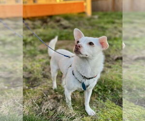 Chihuahua-Unknown Mix Dogs for adoption in Bellevue, WA, USA
