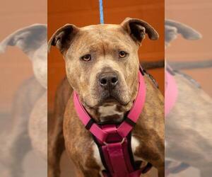 American Pit Bull Terrier Dogs for adoption in Johnson City, TN, USA