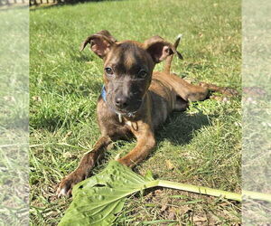Miniature Pinscher Dogs for adoption in GILBERTS, IL, USA