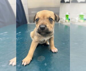 Chinese Shar-Pei-Unknown Mix Dogs for adoption in Mobile, AL, USA