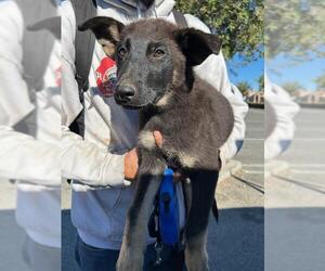 German Shepherd Dog Dogs for adoption in HESPERIA, CA, USA