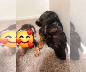German Shepherd Dog Dogs for adoption in Silver Spring, MD, USA
