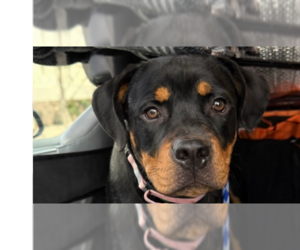 Rottweiler Dogs for adoption in Gilbert, AZ, USA