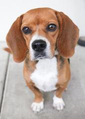 Medium Photo #1 Beagle Puppy For Sale in Austin, TX, USA