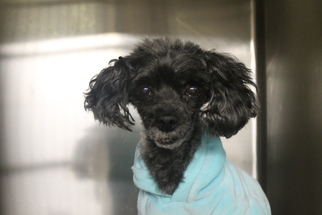 Poodle (Toy) Dogs for adoption in Waco, TX, USA