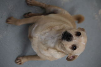 Puggle Dogs for adoption in Phoenix , AZ, USA