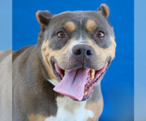 Rottweiler-Unknown Mix Dogs for adoption in Pasadena, CA, USA