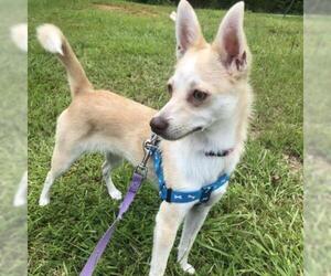 Chiranian Dogs for adoption in Hamilton, GA, USA