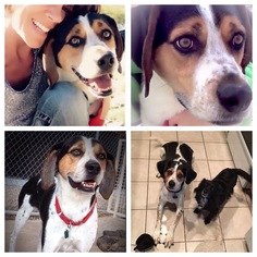 Treeing Walker Coonhound Dogs for adoption in Phoenix, AZ, USA
