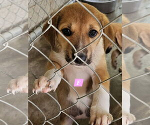 Mutt Dogs for adoption in Brooksville, FL, USA