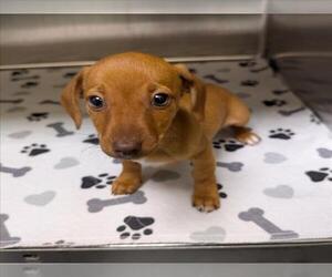 Dachshund-Unknown Mix Dogs for adoption in Plano, TX, USA