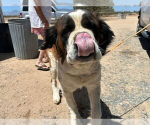 Medium Photo #2 Saint Bernard Puppy For Sale in HESPERIA, CA, USA