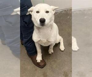 Labrador Retriever-Siberian Husky Mix Dogs for adoption in Rosenberg, TX, USA