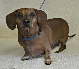 Dachshund Dogs for adoption in Yreka, CA, USA