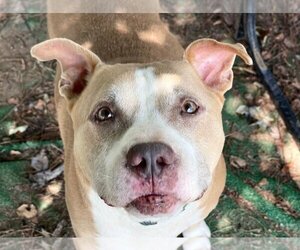American Pit Bull Terrier-Unknown Mix Dogs for adoption in Marietta, GA, USA