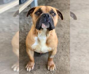 Bulldog-Unknown Mix Dogs for adoption in Riverside, CA, USA