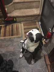 American Pit Bull Terrier Dogs for adoption in Ardsley, NY, USA