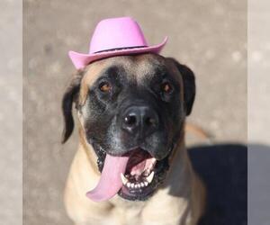 Bullmastiff-Unknown Mix Dogs for adoption in San Antonio, TX, USA