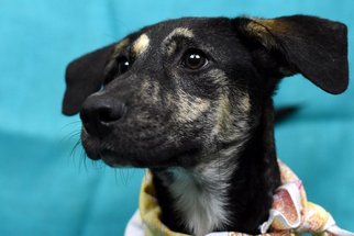 Shepradors Dogs for adoption in Wetumpka, AL, USA
